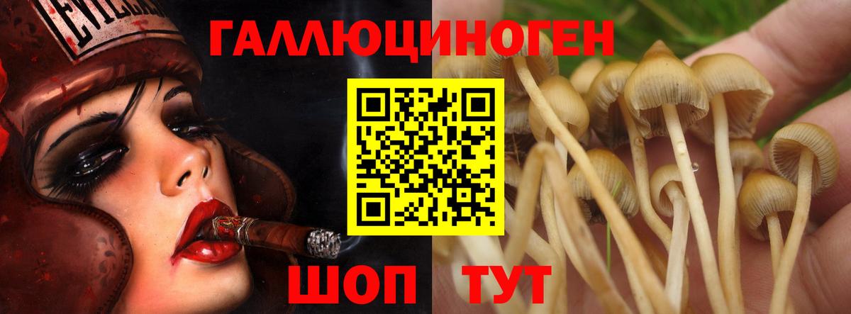 Энгельс  Галлюциногенные грибы Psilocybine cubensis  Вход с VPN 